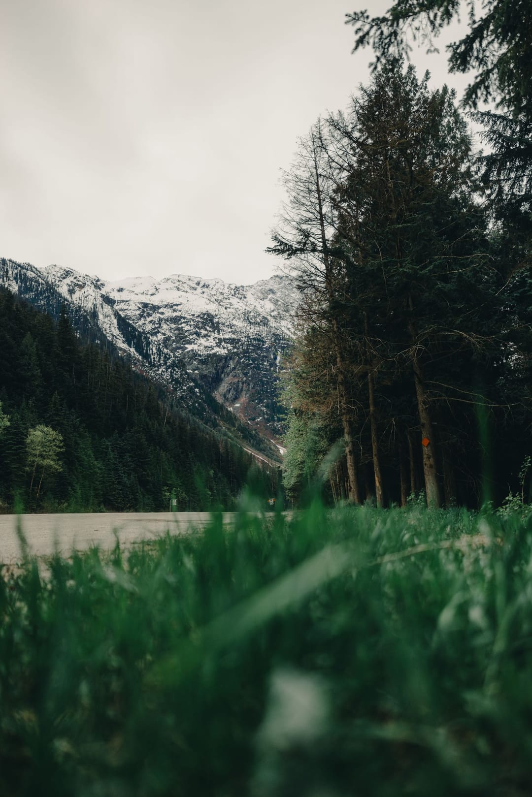 Snow-capped British Columbia mountains rising above an evergreen valley